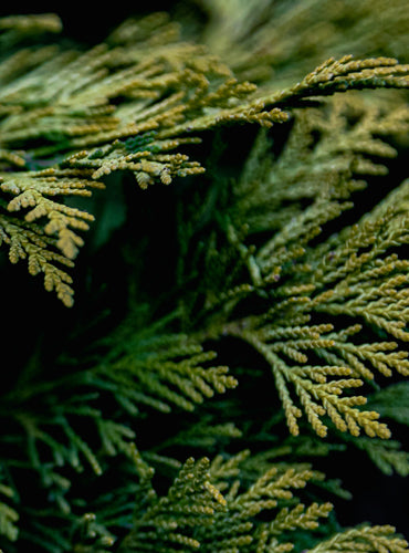 Cypress branches
